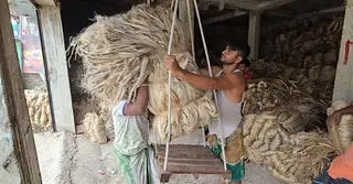 ফরিদপুরে ২ হাজার কোটি টাকার পাট উৎপাদনের আশা